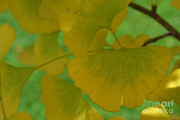 Ginkgo Leaves Art Print featuring the photograph Ginkgo Leaves Abstract by Amy Lucid