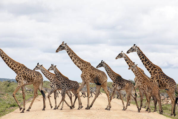 Eco Tourism Art Print featuring the photograph Giraffes Are Running by 1001slide