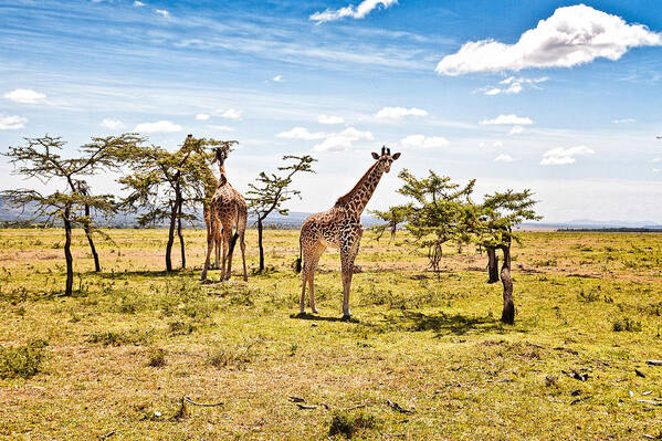 Giraffes In The African Savanna Art Print featuring the photograph Giraffes in the African Savanna by Perla Copernik