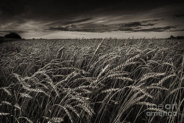 Wheat Art Print featuring the photograph Giving Thanks by Dan Jurak