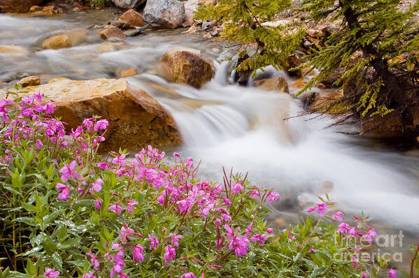 Alberta Art Print featuring the photograph Glacial stream with wild flowers by Oscar Gutierrez