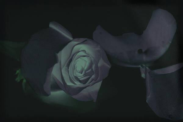 Rose Art Print featuring the photograph Glow In The Dark by Davandra Cribbie