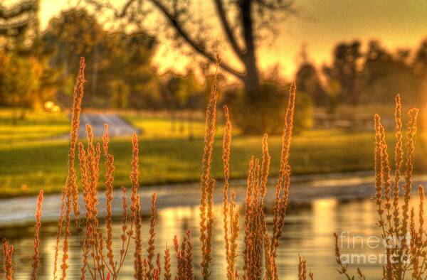 Hdr Art Print featuring the photograph Glowing Plants in a Pond by Jim Lepard