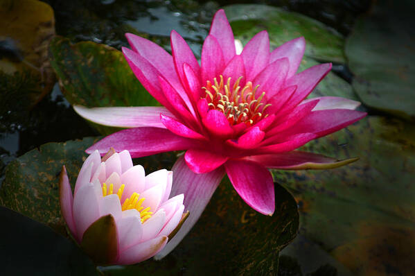 Water Lilies Art Print featuring the photograph Glowing Water Lilies. by Terence Davis