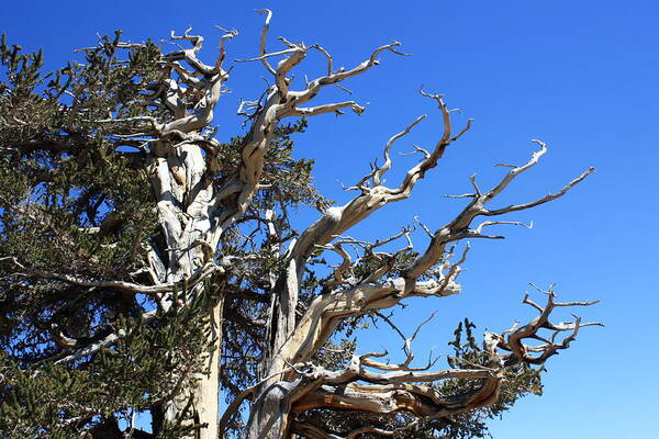 Ancient Art Print featuring the photograph Gnarly Branches by Daniel Schubarth