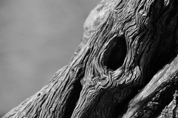 Bark Art Print featuring the photograph Gnarly Tree II by Michael McGowan
