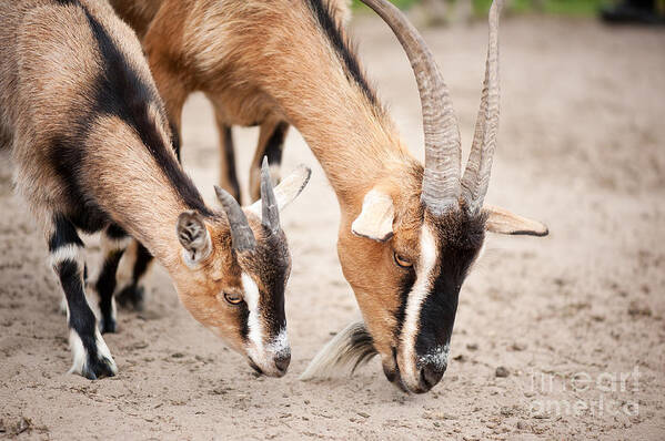  Alive Art Print featuring the photograph Brown Domesticated Goats Eating From Sand by Arletta Cwalina