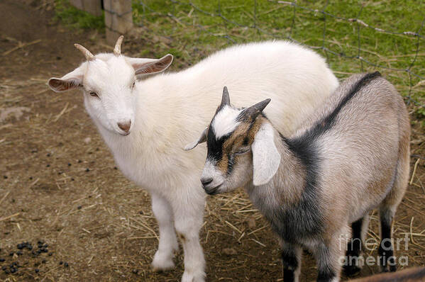 Petting Zoo Art Print featuring the photograph Goats At Petting Zoo by Gregory G. Dimijian