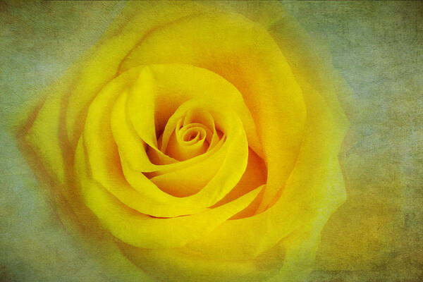 Yellow Rose Art Print featuring the photograph Gold Moon by Marina Kojukhova