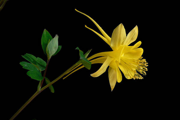 Yellow Art Print featuring the photograph Golden Columbine by James Capo