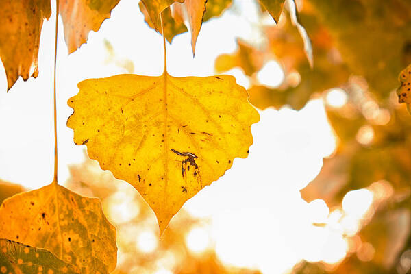 Fall Art Print featuring the photograph Golden Cottonwood Leaf by Mary Lee Dereske