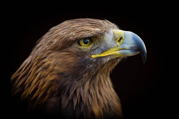 Alertness Art Print featuring the photograph Golden Eagle by Peter Orr Photography