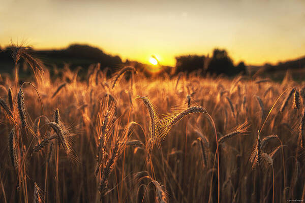 Wheat Art Print featuring the photograph Golden Fields by Ryan Wyckoff