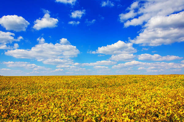 Blue Sky Art Print featuring the photograph Golden Fields Under Puffy Clouds by Bill and Linda Tiepelman
