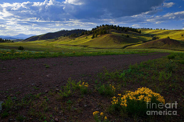 Colorado Art Print featuring the photograph Golden Hills by Barbara Schultheis