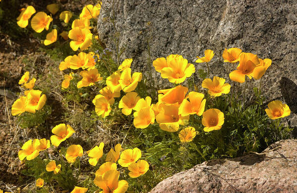 Chihuahua Desert Art Print featuring the photograph Golden Poppies Among Rocks by Elflacodelnorte Chihuahua Desert Art Print featuring the photograph Golden Poppies Among Rocks by Elflacodelnorte