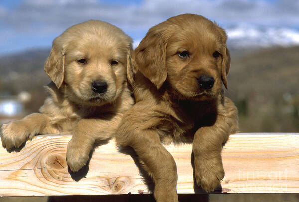 Golden Retriever Art Print featuring the photograph Golden Retriever Puppies About 6 Weeks by William H. Mullins