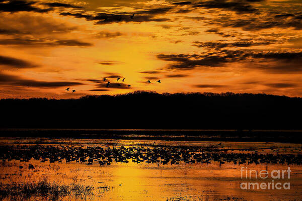 Snow Geese Art Print featuring the photograph Golden Silhouettes by Elizabeth Winter