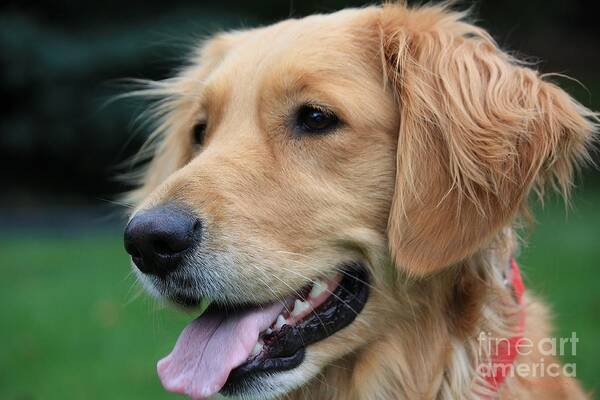 Dog Art Print featuring the photograph Golden Smile by Veronica Batterson