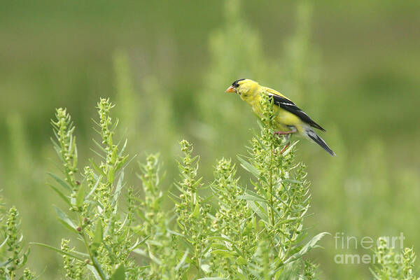 American Art Print featuring the photograph Goldfinch Lookout by Jayne Carney