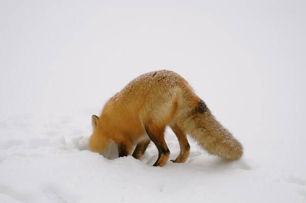 Fox  Digging Mouse  Snowbank Art Print featuring the photograph Gonna Get It by Sandra Updyke