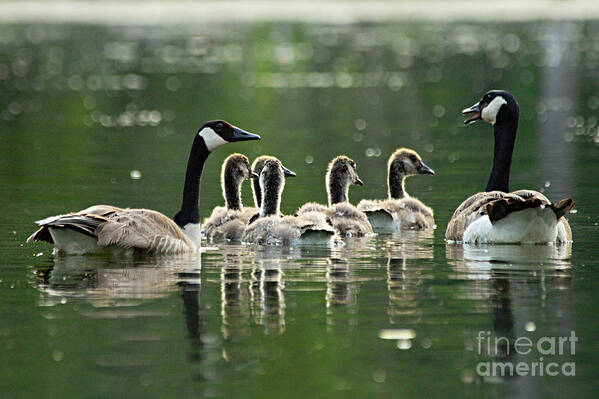 Photography Art Print featuring the photograph Goose Family by Larry Ricker