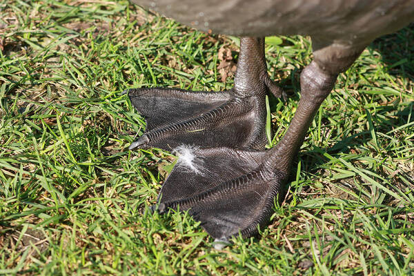 Adaptation Art Print featuring the photograph Goose Feet by Jeanne White