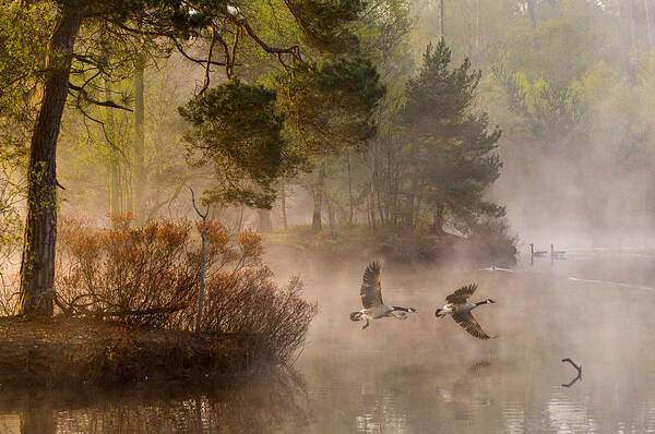 Goose Art Print featuring the photograph Goose Fight by Anton Van Dongen