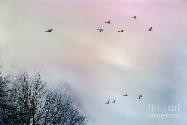 Birds Art Print featuring the photograph Goose Flight by Hannes Cmarits