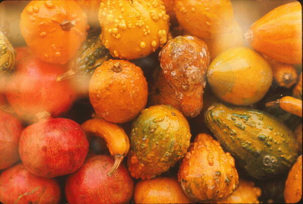 Fall Gourds Art Print featuring the photograph Gorgeous Gourds by Ira Shander