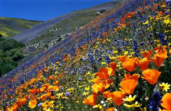 Gorman Art Print featuring the photograph Gorman flower field in full bloom by Jetson Nguyen