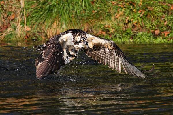 Osprey With Catch Art Print featuring the photograph Gotcha by Mike Farslow