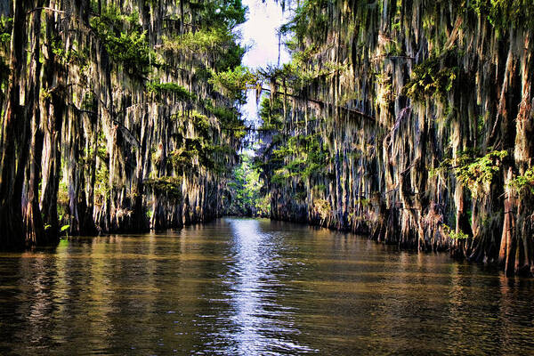 Bayou Art Print featuring the photograph Government Ditch by Lana Trussell
