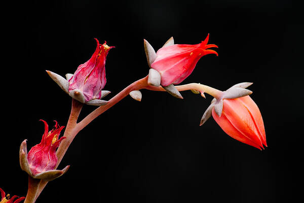 Flower Art Print featuring the photograph Graceful by James Capo
