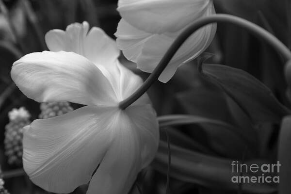 Spring Bulbs Art Print featuring the photograph Gracefully Elegant by Mary Lou Chmura