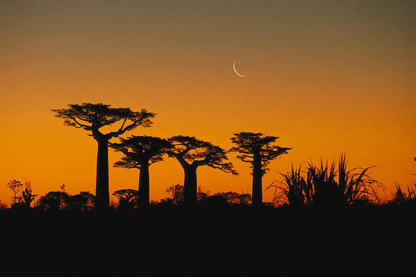 Feb0514 Art Print featuring the photograph Grandidiers Baobab Trees And Moon by Konrad Wothe