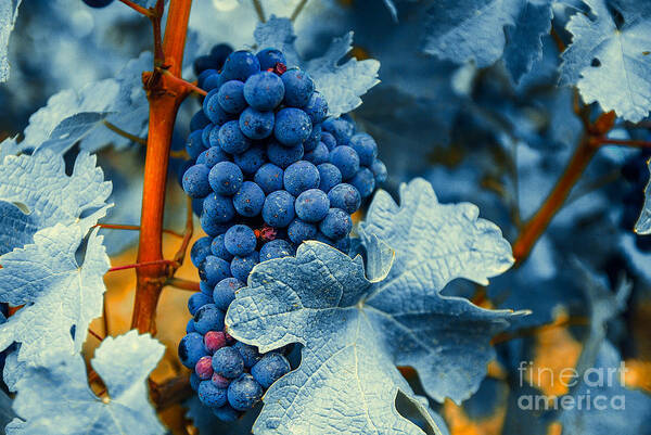 Blue Art Print featuring the photograph Grapes - Blue by Hannes Cmarits