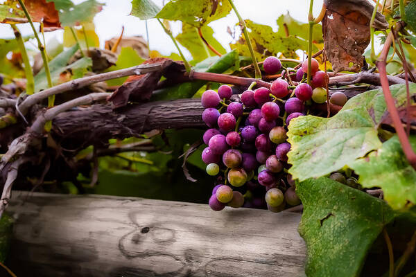 Grape Art Print featuring the photograph Grapes on the Vine by Ron Pate