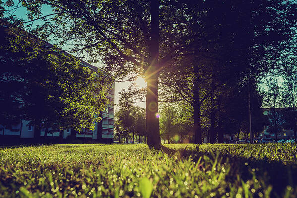 Nobody Art Print featuring the photograph Grass And Trees In Sunlight by Wladimir Bulgar