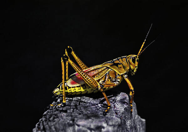 Animal Photography Art Print featuring the photograph Grasshopper Portrait. Blue Cypress Lake by Chris Kusik