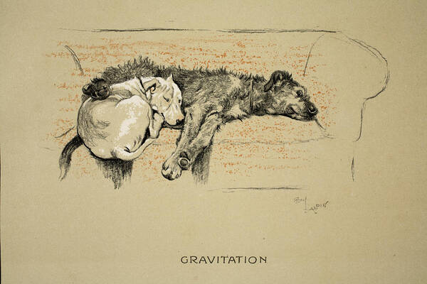Dogs Art Print featuring the drawing Gravitation, 1930, 1st Edition by Cecil Charles Windsor Aldin