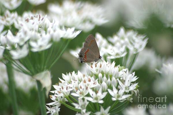 Gray Hairstreak Art Print featuring the photograph Gray Hairstreak On White Blossoms by Living Color Photography Lorraine Lynch