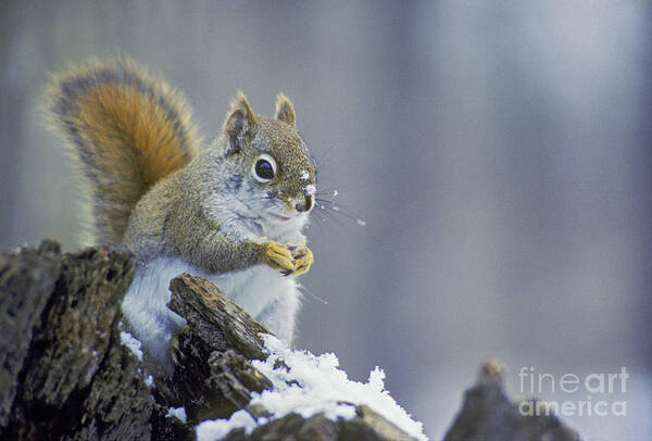 Animals Art Print featuring the photograph Gray Squirrel in Winter by Jim West