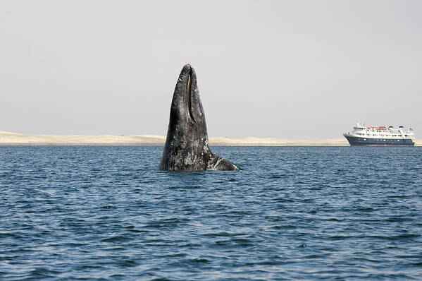 Feb0514 Art Print featuring the photograph Gray Whale Spy-hopping Baja California by Flip Nicklin
