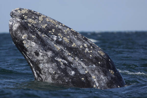 Feb0514 Art Print featuring the photograph Gray Whale Spyhopping San Ignacio Lagoon by Hiroya Minakuchi