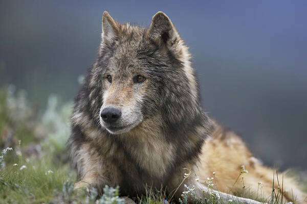 Feb0514 Art Print featuring the photograph Gray Wolf Resting North America by Tim Fitzharris