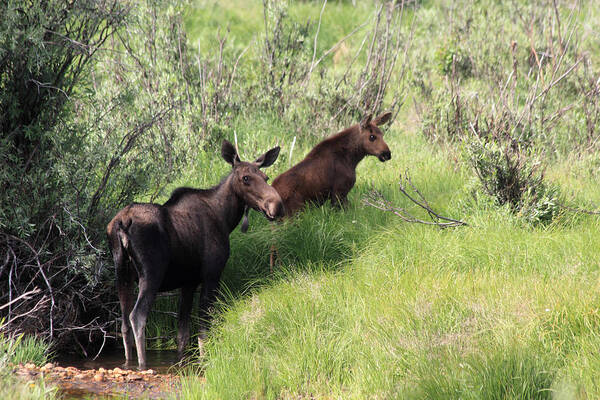 Moose Art Print featuring the photograph Grazing Along by Shane Bechler