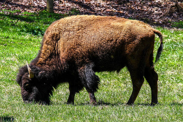 American Bison Art Print featuring the photograph Grazing In The Grass by Robert L Jackson