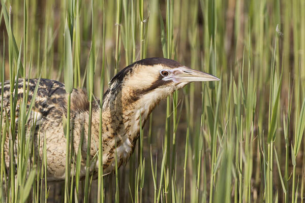 Flpa Art Print featuring the photograph Great Bittern In Reeds Suffolk England by Dickie Duckett