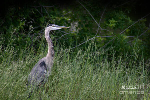 Great Blue Heron Art Print featuring the photograph Great Blue Heron 02 by E B Schmidt